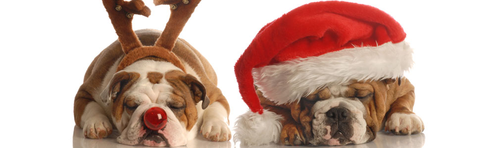 Schlafende Hunde - Weihnachten 2014